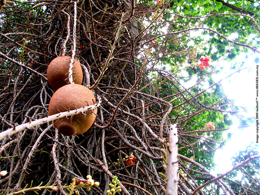 Rare and exotic flora in Cambodian Royal Palace, loading .....