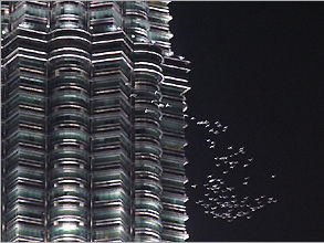 Migrating birds circulating the Petronas Twin Towers (200k Jpeg) Loading...