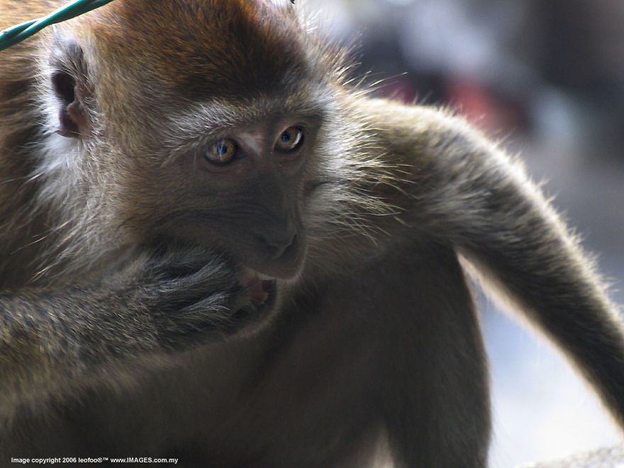 100+ years old San Bao Dong Cave Temple, Perak, Malaysia, Heritage reliogious site