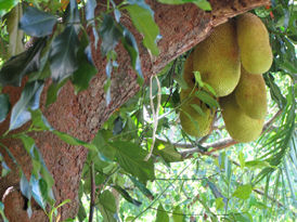 The nanga trees at Wat Meh Liew