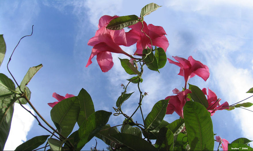 Main Entry Picture to Wat Pak Nam Site (85k) Loading ....