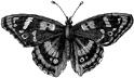 ButterflyB.Gif