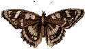 ButterflyC.Gif