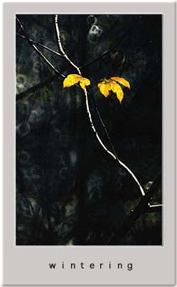 Rubber Wintering.jpg