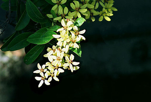 Flowers at the drain.jpg (30k) Loading ....