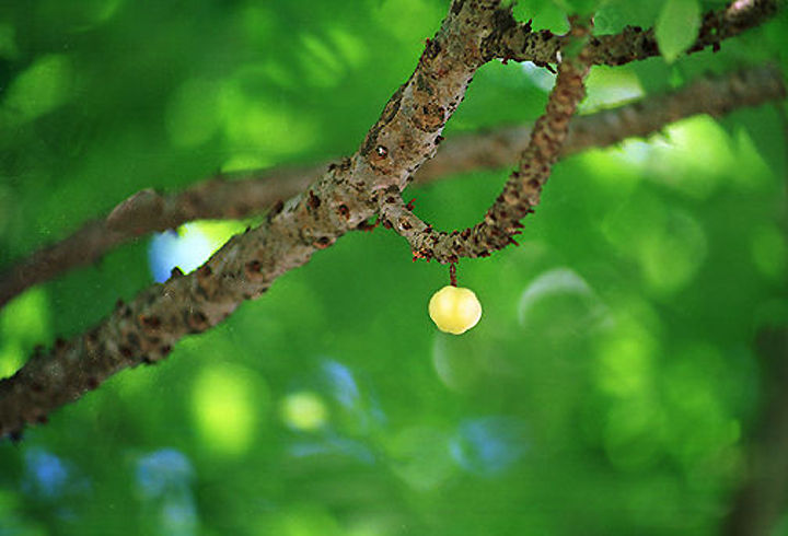 Fruit.jpg (33k) Loading ....