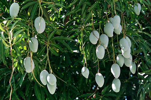 Mangoesl Fruits.jpg (19k) Loading...