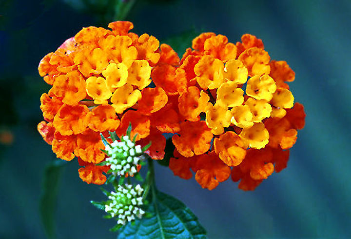 Lantana.jpg (50k) Loading...