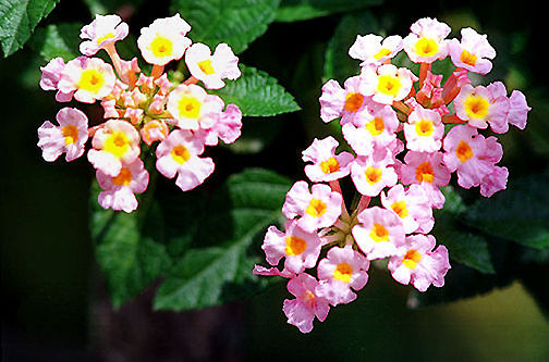 Tropical Flowerrs jpg (19k) Loading...