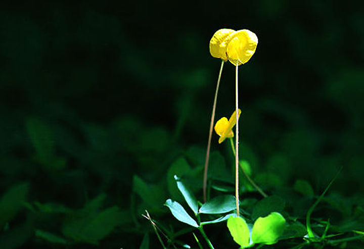 3some.jpg (22k) Loading...