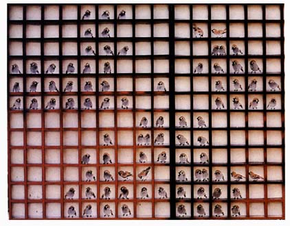 Potrait of birds
