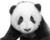 panda logo