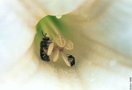 flwnbees.jpg (18k) Loading...