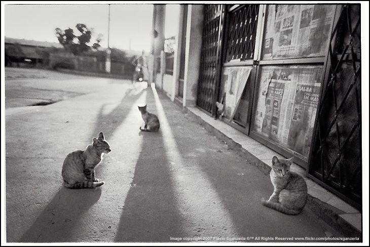 Stray cats on the streets by Flavio Sganzerla, Brazil