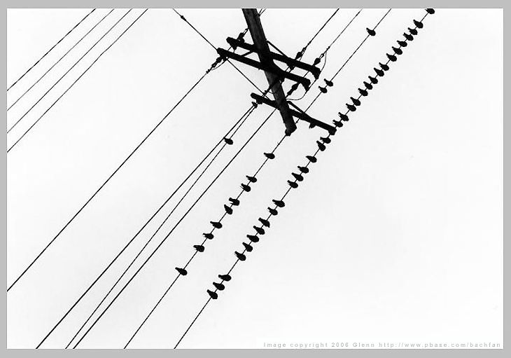 Bids on the wire by Glenn bachfan@pbase 