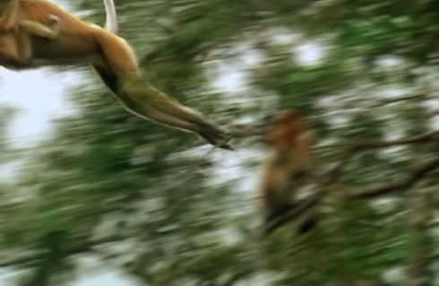 monkies at play.jpg (38k) Loading ....