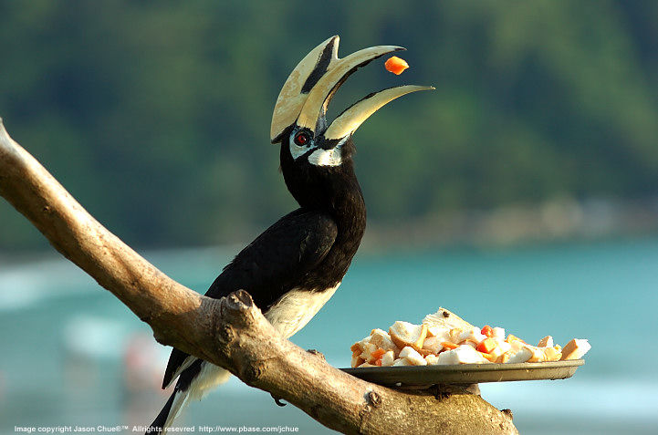 Hornbill, a bird from Borneo Island was all over in Pan Pacific Hotel, Pangkor Island. Photo by Jason Chue, Malaysia