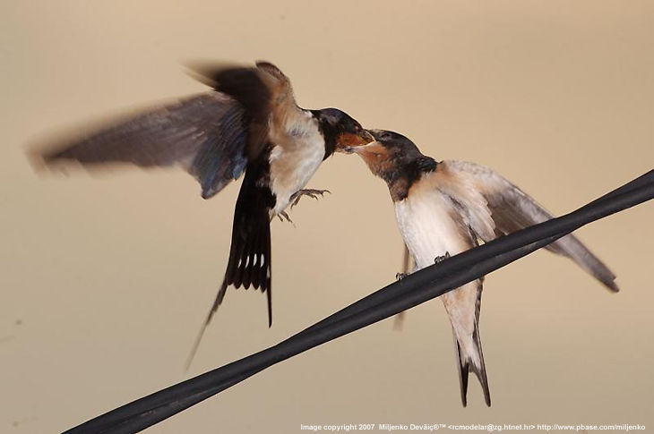 Birds feed... by  Miljenko Devi  from Zagreb, Croatia