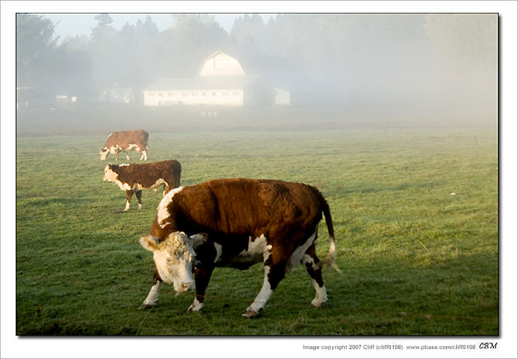 Cowz by Cliff