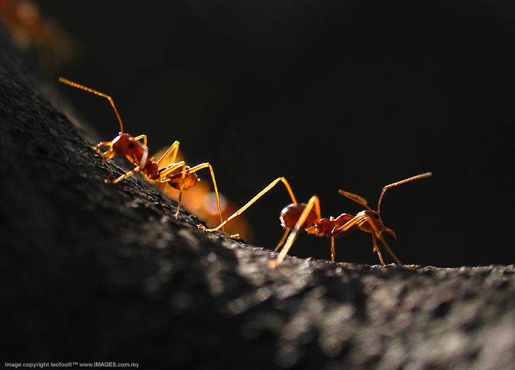 Ants, silhouette and shadow..