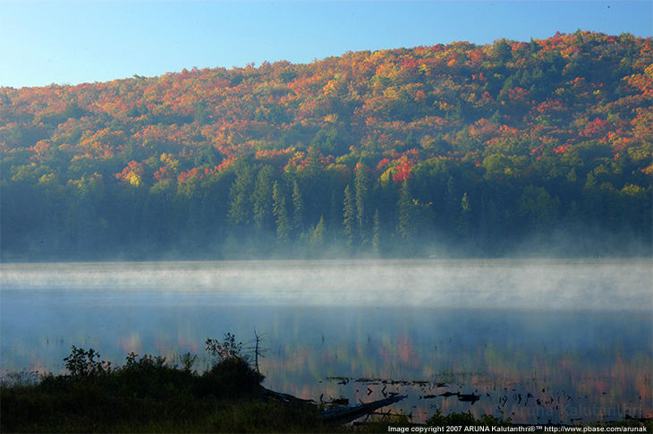 Lake front, Algonquin Provincial Park, Ontario... by ARUNA Kalutanthri