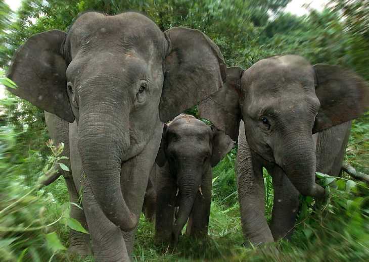 A documentary series on wild elehants at Borneo Island 
