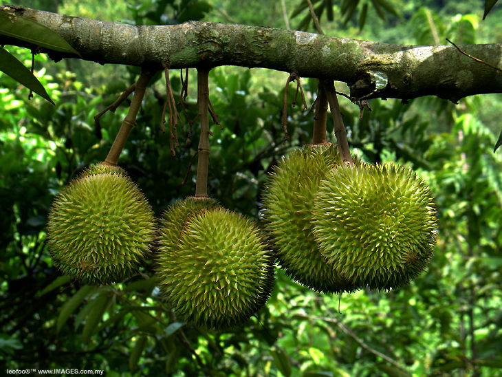 The King of Tropical fruits - Malaysian Durian on the tree