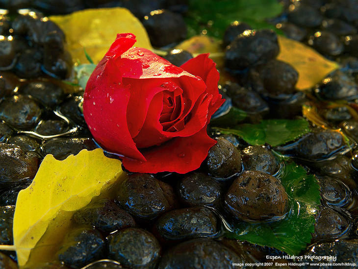 Red rose on h20 by Espen Hildrup, Norway