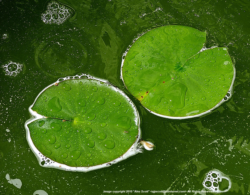 Lily Pads by 
