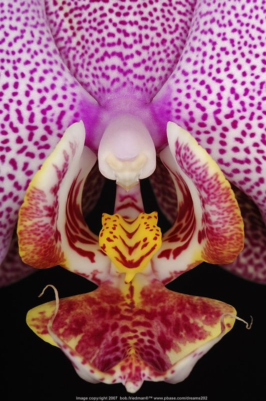 Orchid at closeup ... by Bob Friedman