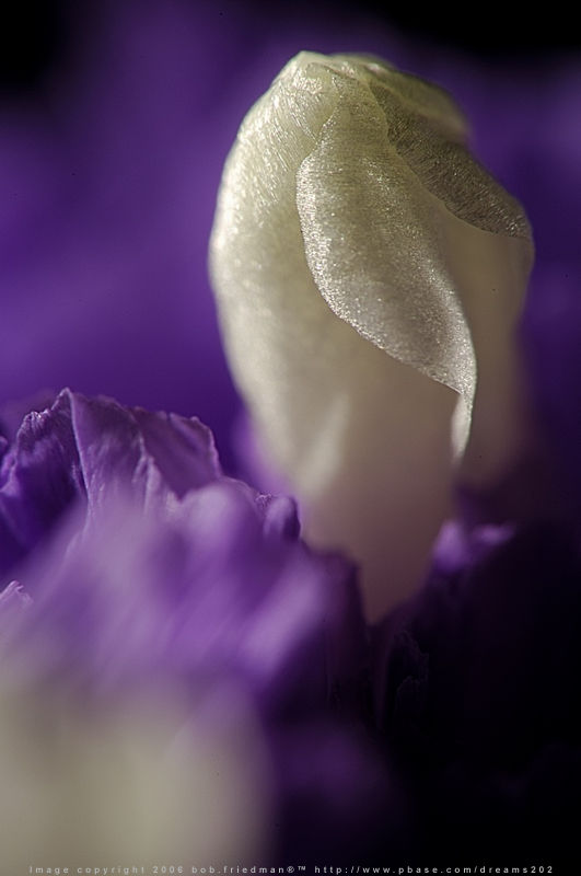A photo by bob.friedman on AF Micro-Nikkor 200mm f/4D with a MF 50mm f/1.4 reversed