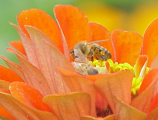 Bee at work.jpg (63k) Loading ........