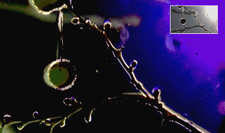 An experimental shot by Klaus D Schmitt with UV photography