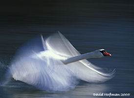 Swan by David Hoftmann