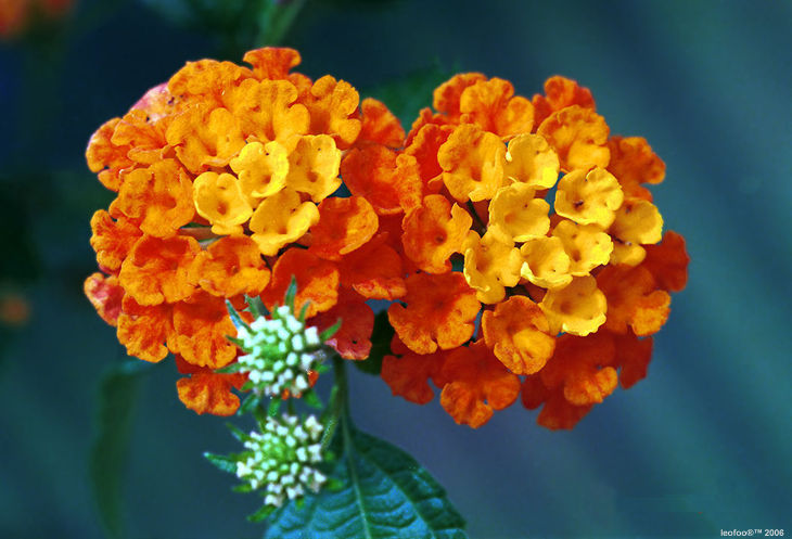 Lantana flower
