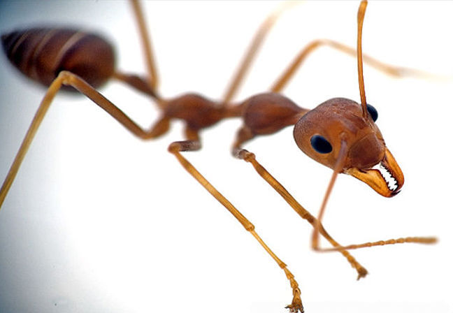 Ahmad_Dahalan_Yaakob-ANT.jpg