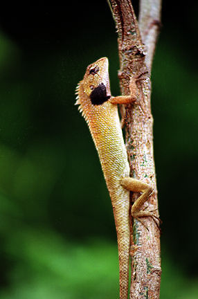 Lizard.jpg (25k) Don't ask for exposure data, pls.