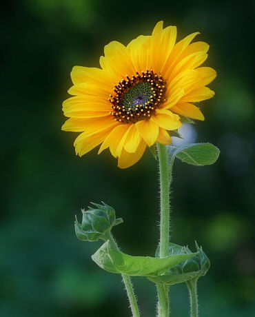 flower by , 35k by Jim Natale  Jpeg image Loading ....