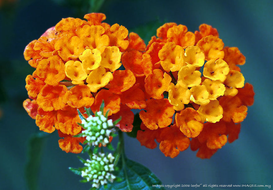 Malaysian Lantana with some medical value  130k Jpeg Loading ....