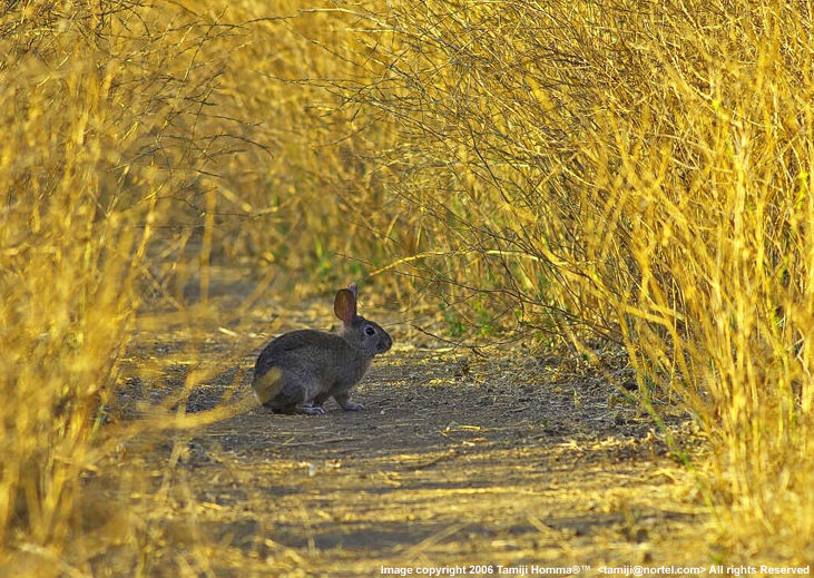 A rabbit in the busshes .. by Tamiji_Homma (163k) Lpeg. Loading ......