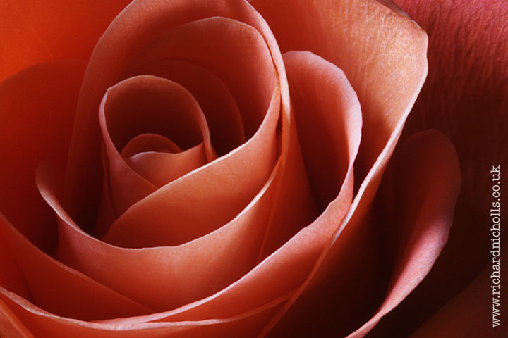 Close up on petals