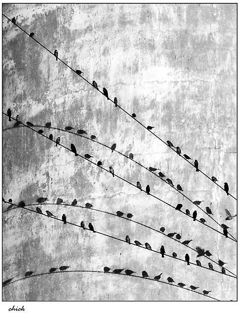 Birds on the Wire ...   by CL CHICK from Texas, USA (56k Jpeg) Loading ...
