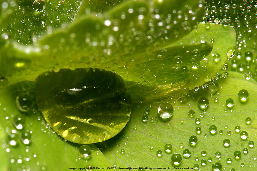 Extreme MACRO photography  160k Jpeg Loading ....