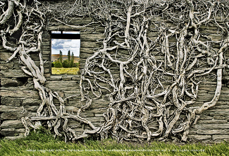 Vine & Wall.. by Matheson_Beaumont, NZ