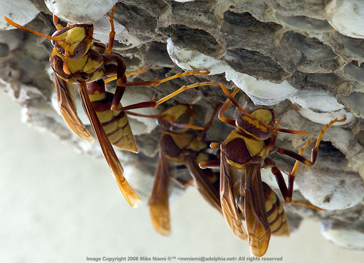 Wasps colony...by Mike Niemi (108k)  Loading ...