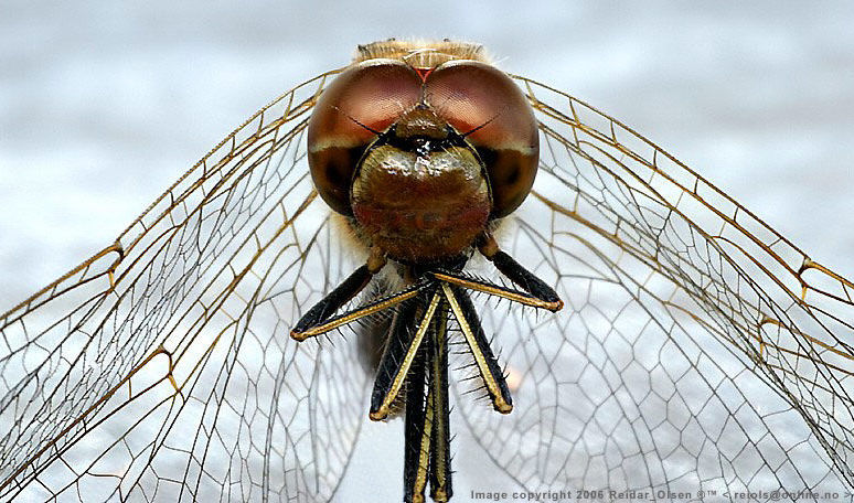 Macro photography by Reidar_Olsen, Norway Loading ....