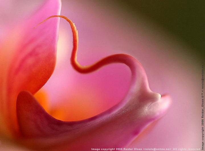 The flower ...