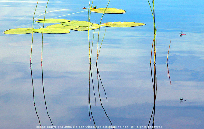 Reidar_Olsen_ The Flower