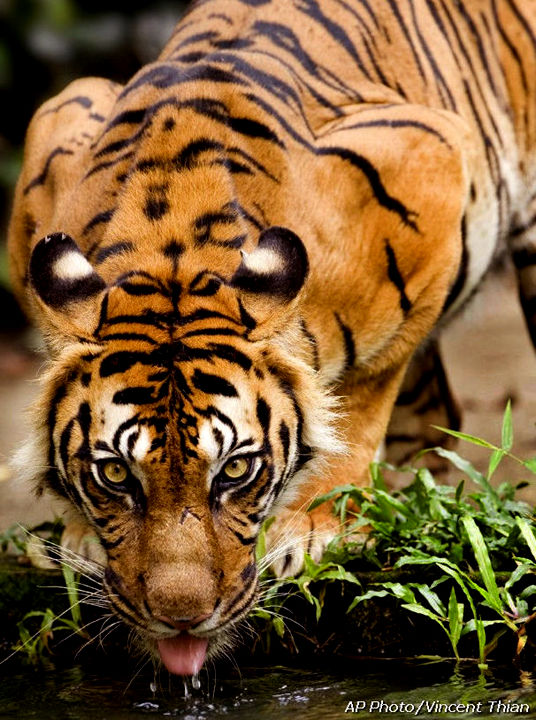 The look of a Beast. Endanger Species Series: Sumantra Tiger in Malaysia.

			BORDER=