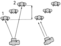 dofillus.gif